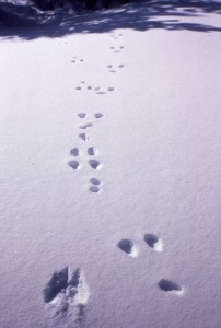 Snowshoe Hare tracks in the snow